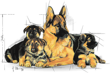 Royal Canin Maxi Starter -  Száraz táp nagy testű vemhes szuka és kölyök kutya részére 2 hónapos korig