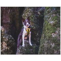 Yutipet RnD párnázott biztonsági kutyahám (Piros) #10