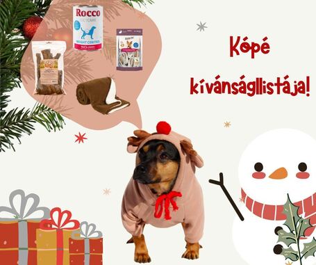 Kópé, 2 éves ivartalanított kan