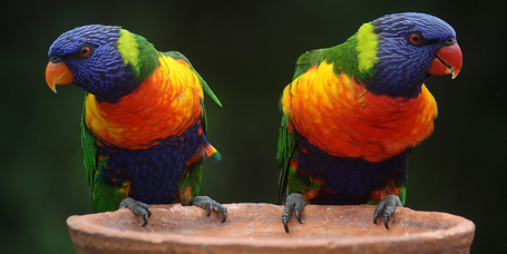 Minden, amit a papagájokról és tartásukról tudnod kell