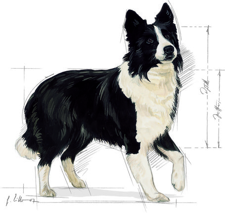 Royal Canin Medium Digestive Care - Száraz táp érzékeny emésztésű, közepes testű felnőtt kutyák részére