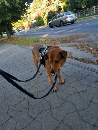 Misi, ivartalanított kan