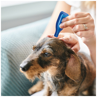 Beaphar CaniComfort feromonos spot on kutyák számára #5