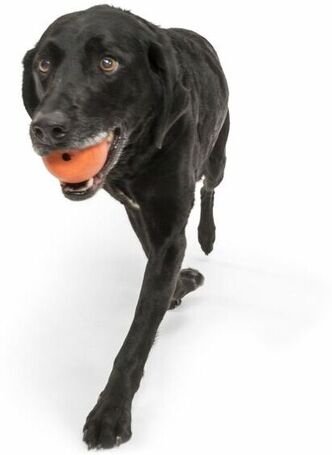 West Paw Rando - Üreges, össze-vissza pattogó labda