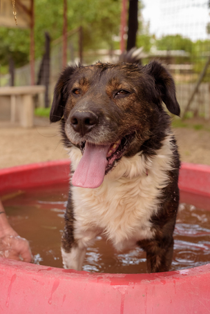 Toby, négy éves, kan