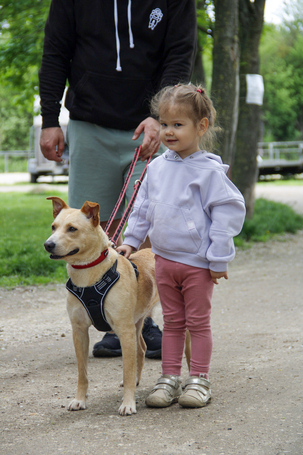 Floren, 3 éves ivartalanított szuka