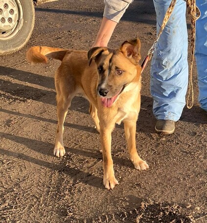 Lucky, egy éves, kan