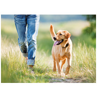 Belcando Adult Light száraztáp túlsúlyos kutyák részére #10