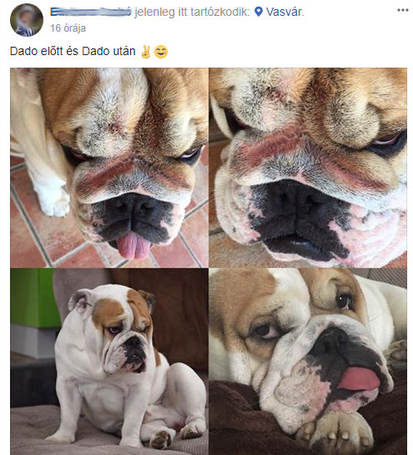 Dado Hypoallergenic Puppy Mini Fish & Rice | Hipoallergén halas táp kistestű kölyökkutyáknak