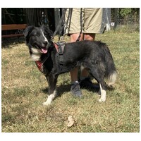 Drukker, ivartalanított kan kutya, gazdit keres #4