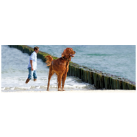 Belcando Adult Grain-Free Ocean táp tengeri halfajtákból, érzékeny kutyáknak | Gabonamentes #10