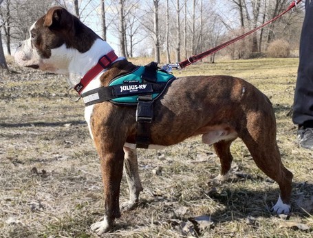 Morpheus, 7 éves, 50 cm magas, boxer mix, kan