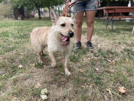 Szöszi, 5 éves ivartalanított lányka