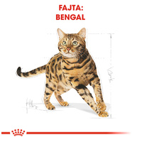 Royal Canin Bengal Adult - Bengáli felnőtt macska száraz táp #2
