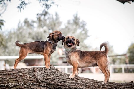 Mira, fél éves, szuka