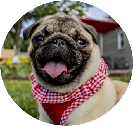 Ivartalanított kutya táp