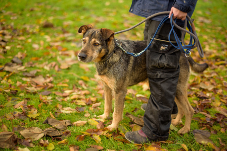 Pongó, 7 éves, kan