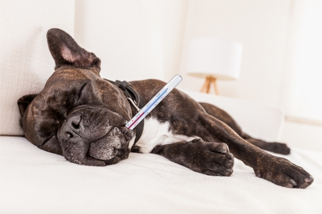 Kennel köhögés és kezelése