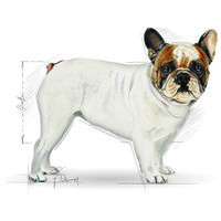 Royal Canin French Bulldog Adult - Francia Bulldog felnőtt kutya száraz táp #9