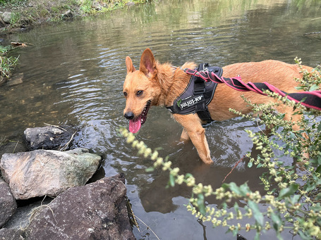 Titusz, 1 éves, 50 cm magas, kan