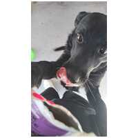 Food Studio Free Range Duck Sauce with Liver & Carrot #9