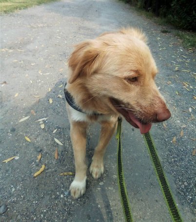 Wall-e, két éves, kan