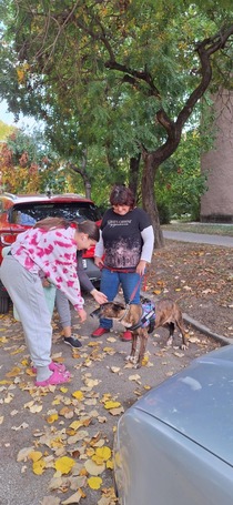 Ariell, 12 éves, 47 cm magas, lány kutya