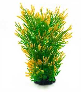 Plantă de acvariu în culori degradee de la verde la galben cu ace