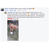 Dado Hypoallergenic Puppy Mini Fish & Rice | Hipoallergén halas táp kistestű kölyökkutyáknak #12