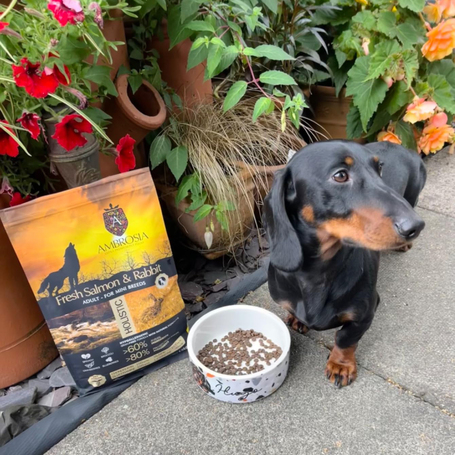 Ambrosia Dog Adult Mini GF Fresh Salmon & Rabbit | Gabonamentes táp kistestű kutyáknak friss lazaccal és nyúlhússal