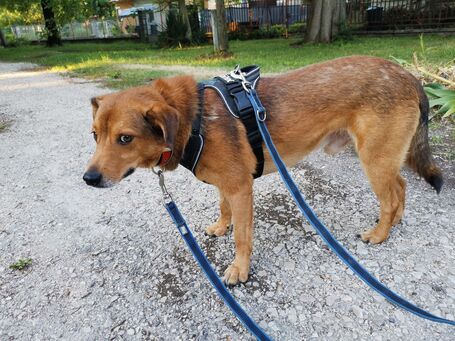 Misi, ivartalanított kan