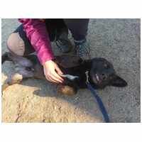 Csokoládé, négy éves, kan #3