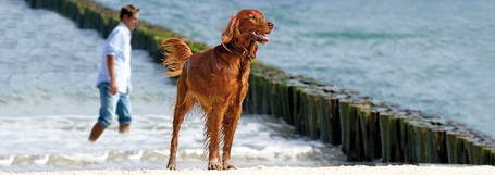 Belcando Adult Grain-Free Ocean táp tengeri halfajtákból, érzékeny kutyáknak | Gabonamentes