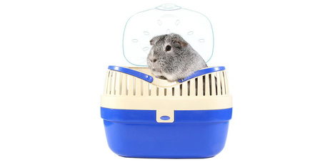 Hogyan legyen problémamentes a kisállattal történő orvoslátogatás?