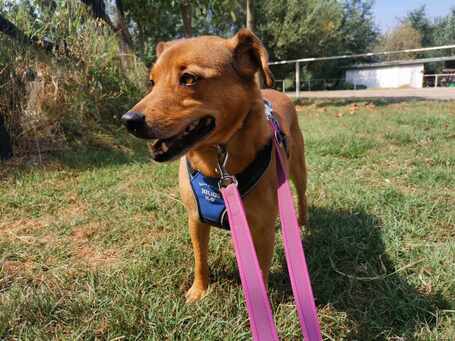 Misi, ivartalanított kan