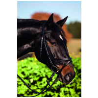 Covalliero Standard kantár #4