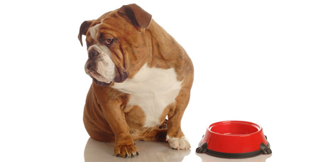 Miért nem eszik a kutyám?