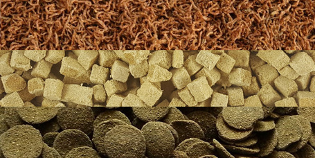 Ismerd meg a különböző szárított díszhaltápokat