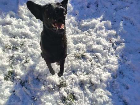 Cherry, 1 éves, 52 cm magas, szuka