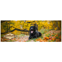 CarniLove Adult Large Salmon & Turkey eledel nagytestű kutyáknak #6