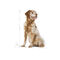 Royal Canin Medium Adult 7+ | Közepes testű idősödő kutya száraz táp