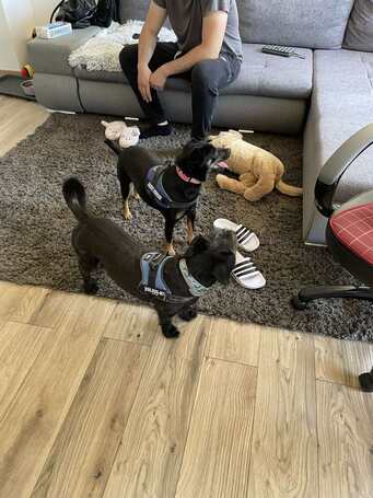 Robin, ivartalanított lányka gazdit keres