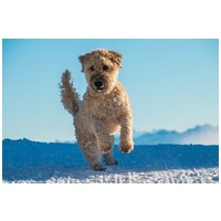 Biogance Terrier Secret shampoo | Drótszőrű kutyák fürdetéséhez | Lime és zsálya kivonattal #7