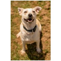 Petra, két éves, 45 cm magas, szuka #3