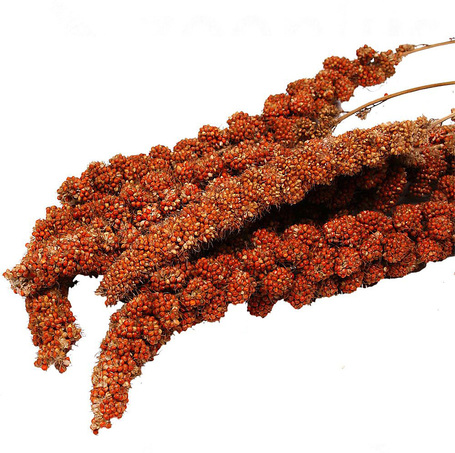 Panzi dobozos fürtösköles madaraknak