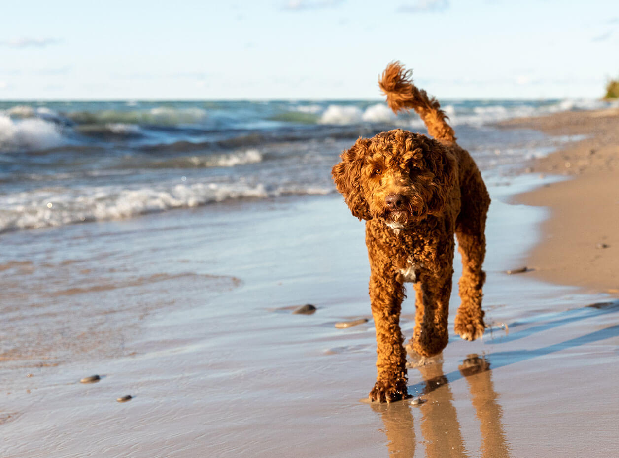 Ausztrál labradoodle, az ultracuki hibrid kutyus