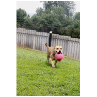 Pufirizsa, 8 éves ivartalanított szuka #8