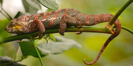 Tippek és tanácsok, hogy boldog kaméleont nevelj