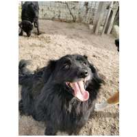 Luke, 6 éves, 40 cm magas, kan #3