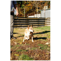 Poppy, 11 éves ivartalanított idős hölgy #4